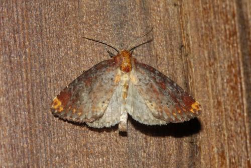 Réf. 218 739 : Achatodes zeae